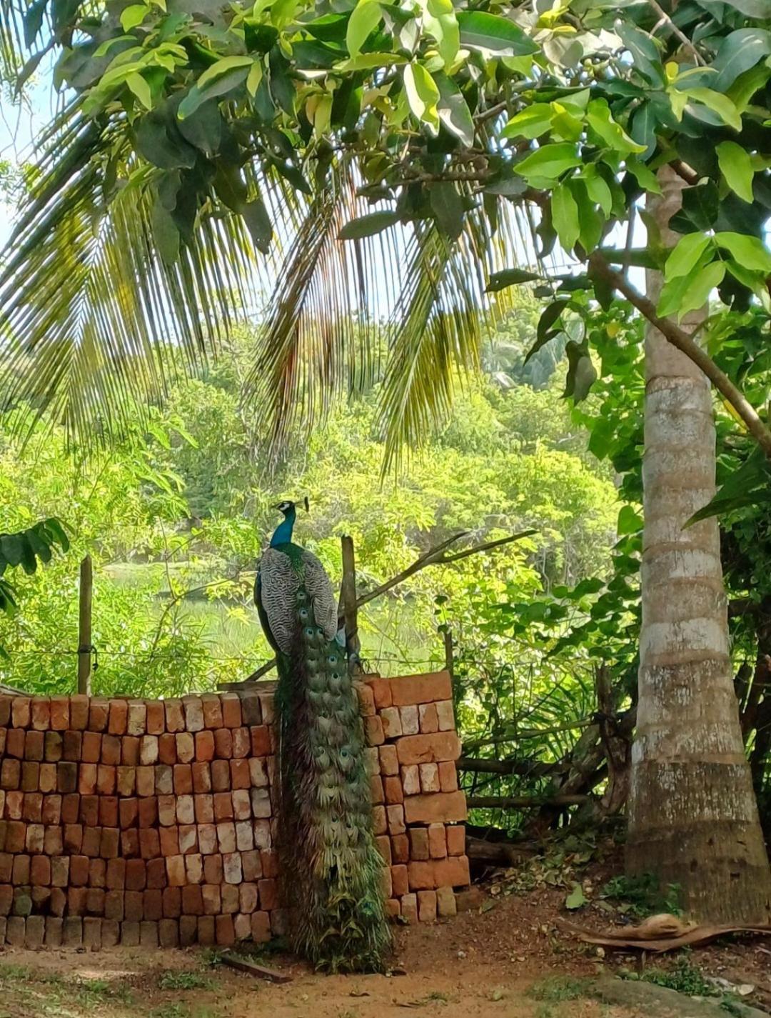 Turtle Island Cabana Tangalle Exterior foto